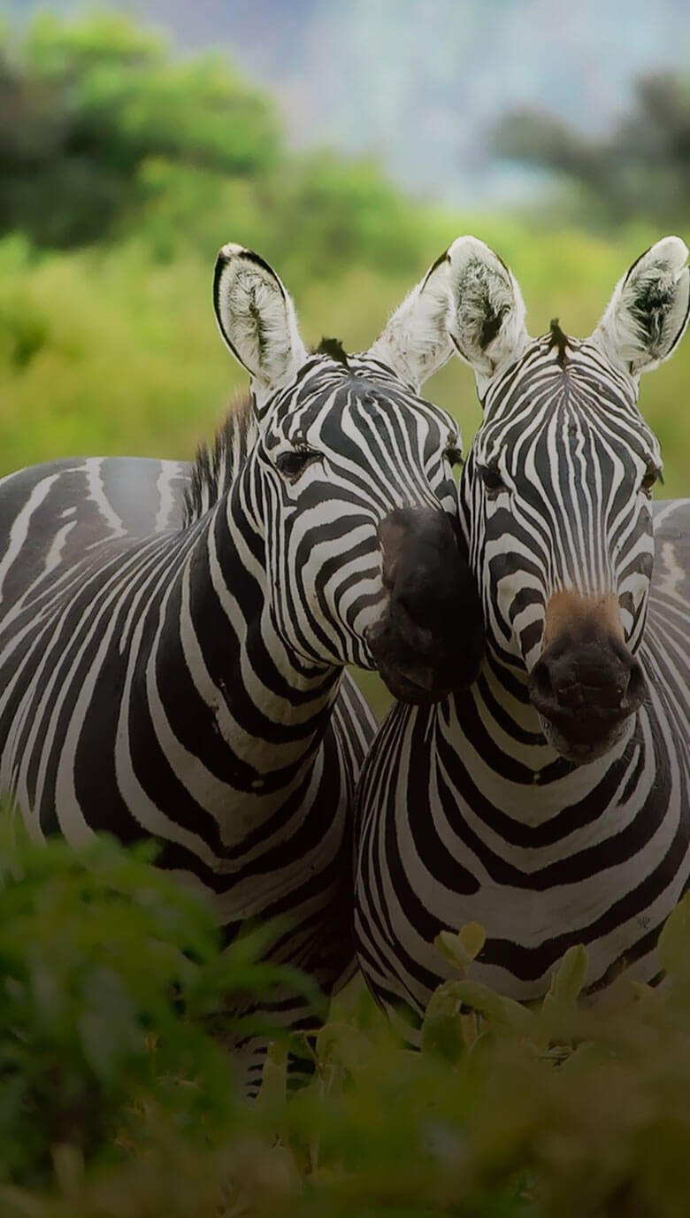 Animals